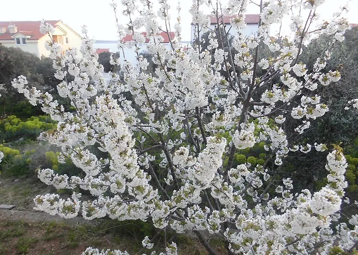 Apartment Mara Mandre